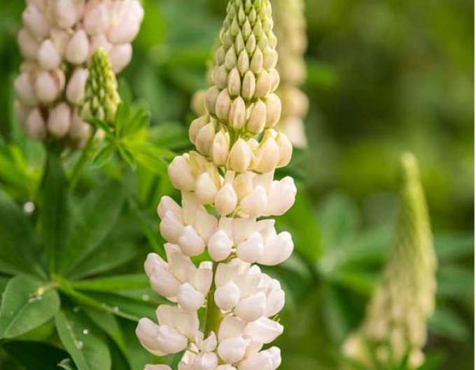 Lupin  Nuanțe albe