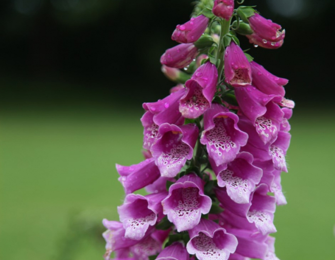 Degețel  Dalmatian Purple