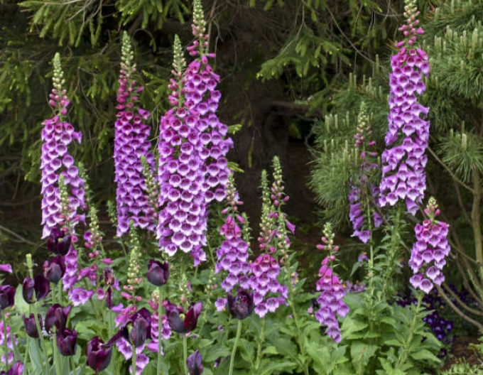 Degețel  Dalmatian Purple
