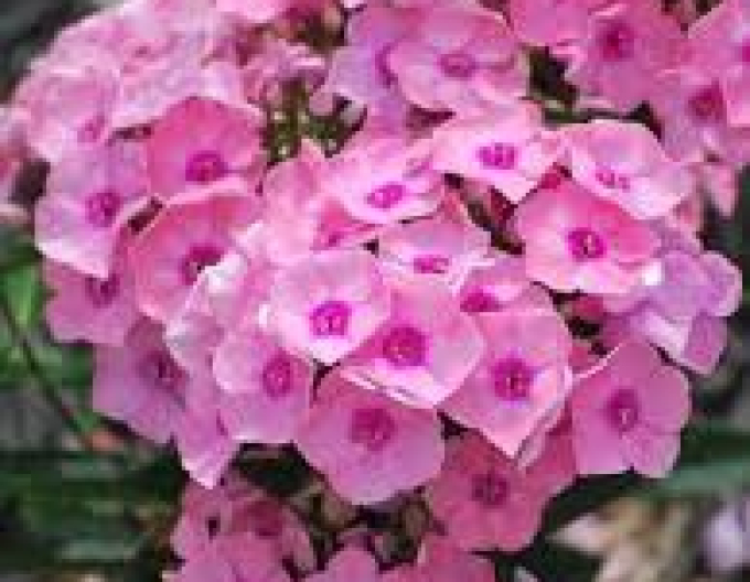 Flox Sweet Summer Regina