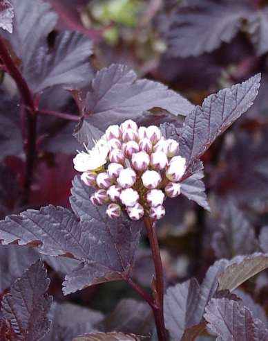 Physocarpus  Red Baron