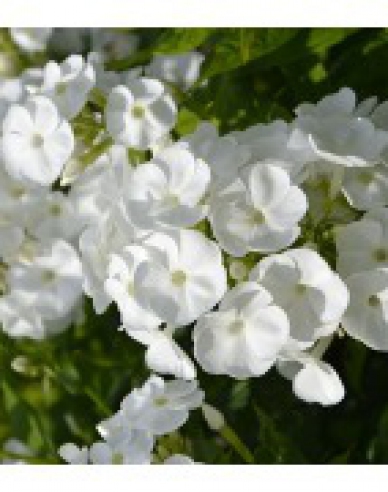 Flox Sweet Summer Snow