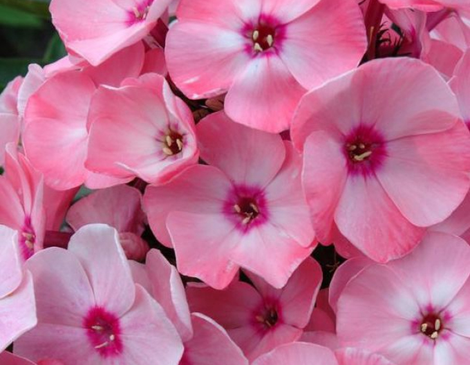 Flox Sweet Summer Regina