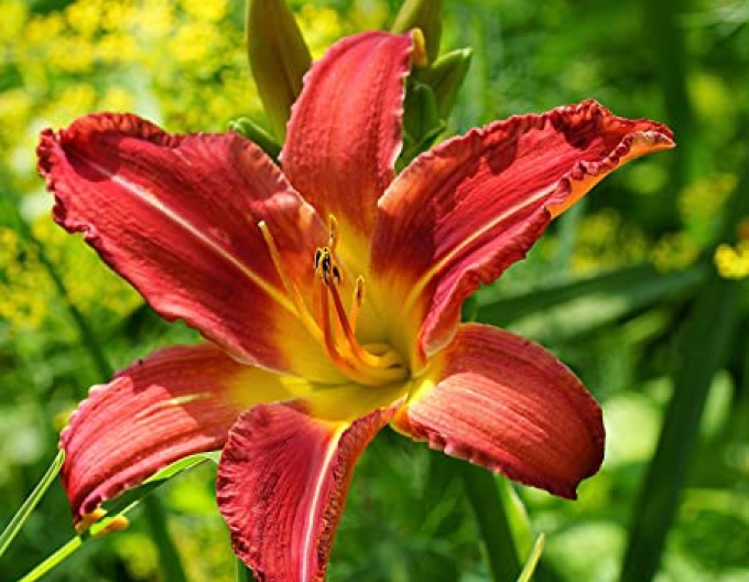 Crinul de o zi Autumn Red