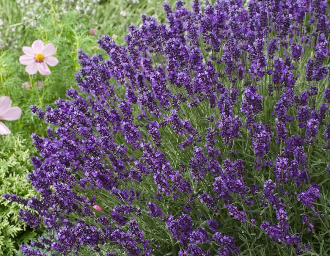 Lavanda "Hidcote