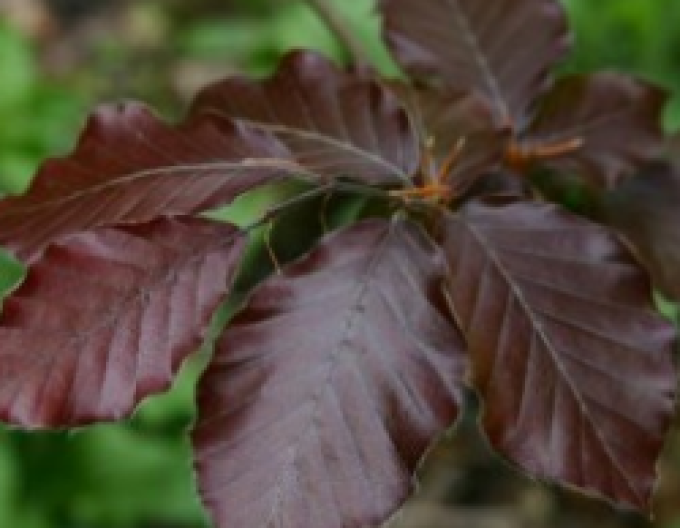Fag de pădure ´Dawyck Purple´