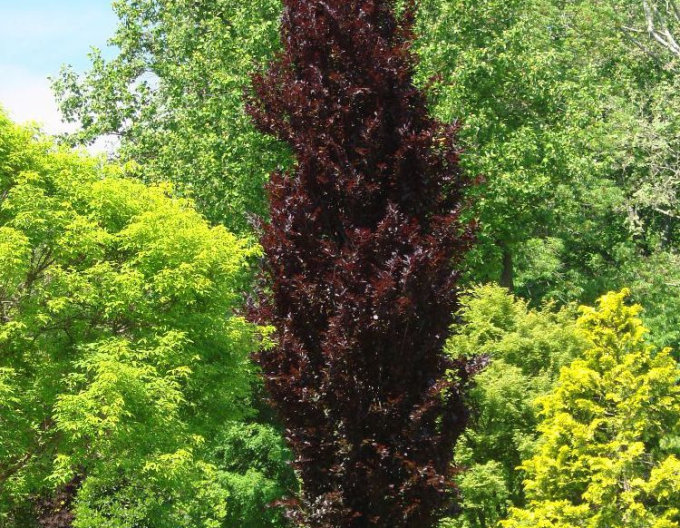 Fag de pădure ´Dawyck Purple´