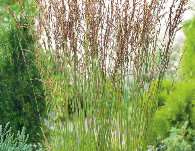 Molinia iarbă ornamentală  Heidebraut´