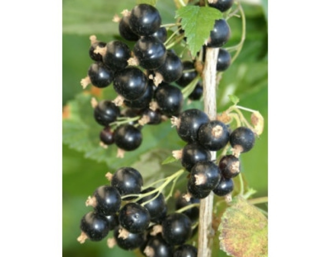 Coacăz negru "Eve", liber.