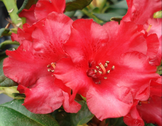 Rhododendron "Baden Baden