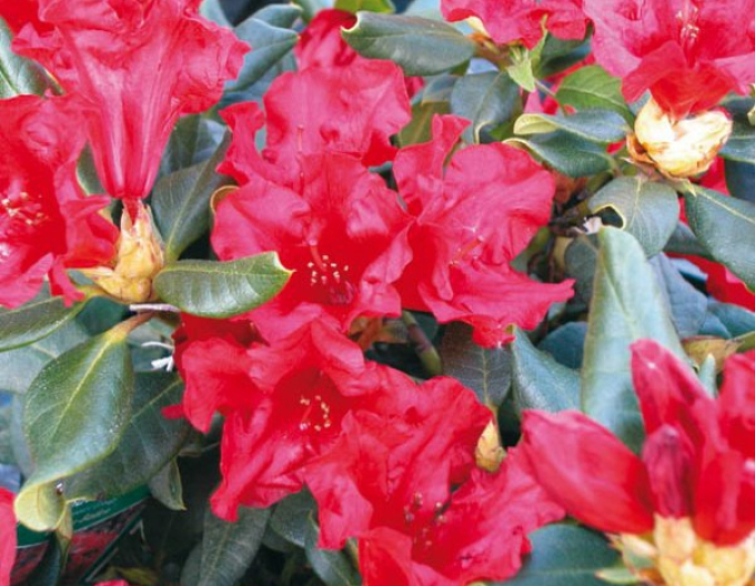 Rhododendron "Baden Baden