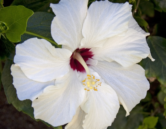 Hibiscus (hibiscus alb)