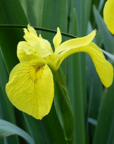 Iris galben Variegata