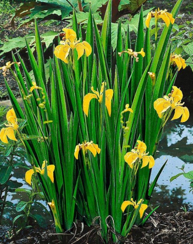 Iris galben Variegata