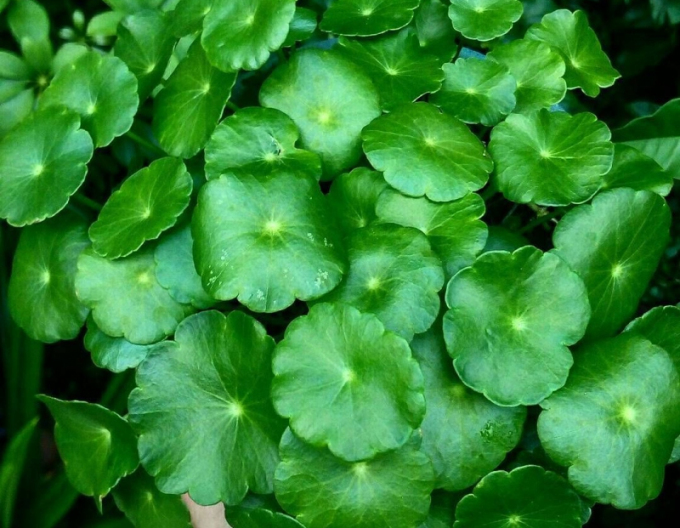 Centella asiatica