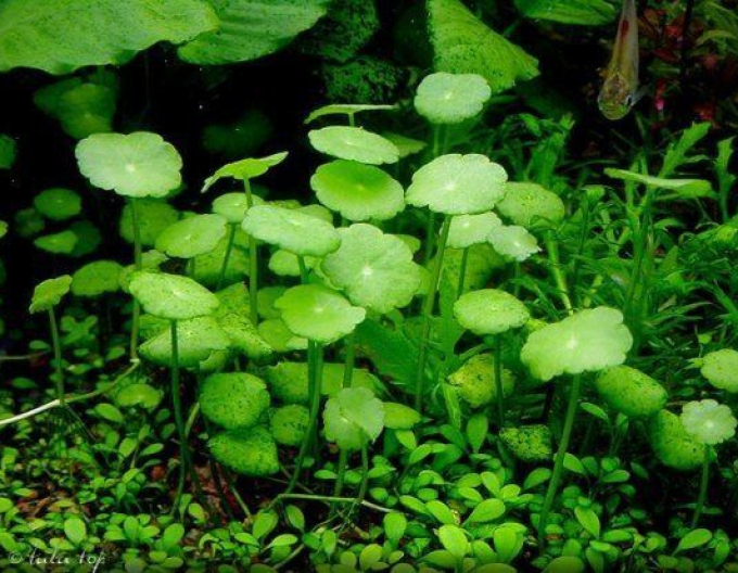 Centella asiatica
