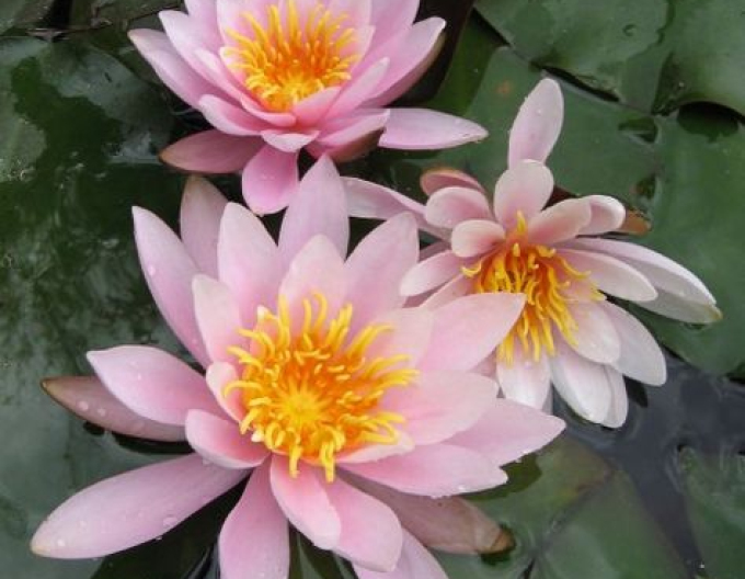 Nufăr ´Rose Nymphe´