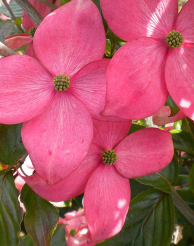 Cornus cousa ´Satomi´