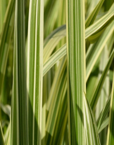 Floarea de paie acvatică Variegata