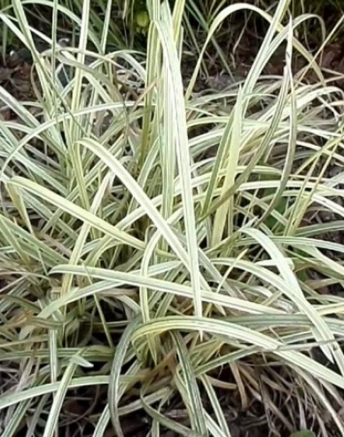 Floarea de paie acvatică Variegata