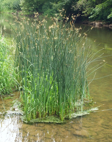 Piprig de lac
