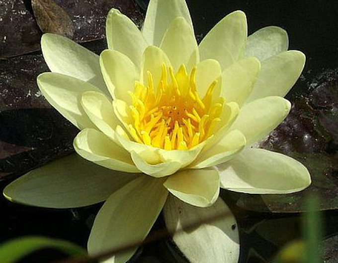 Nufăr Marliacea Chromatella