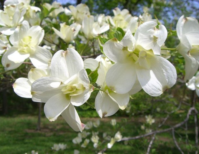 Cornus florida "Rainbow