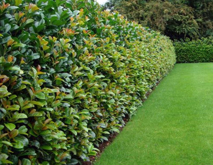 Laur Rotundifolia