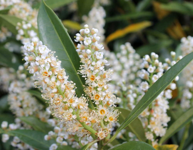 Laur Rotundifolia