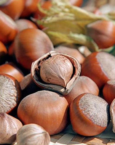Alun comun ´Tonda Romana´