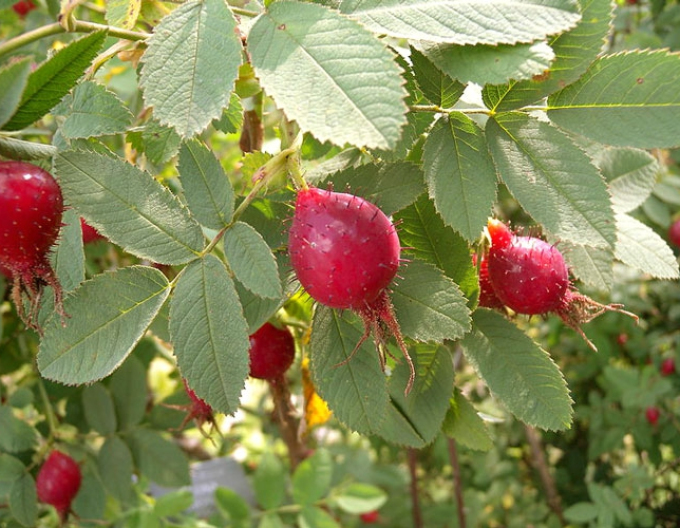 Măceș