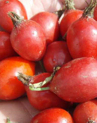 Măceș (săgeată)