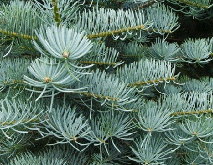 Siriac fir ´Concolor´