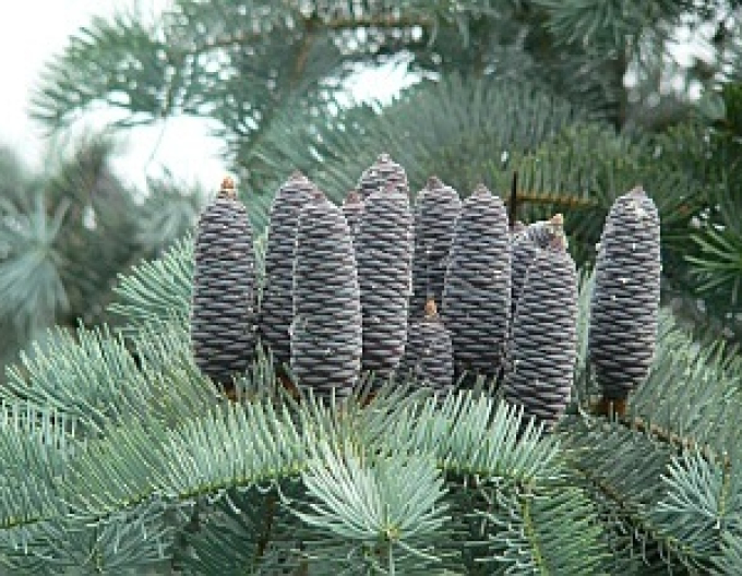 Siriac fir ´Concolor´