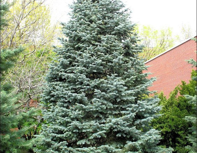 Siriac fir ´Concolor´