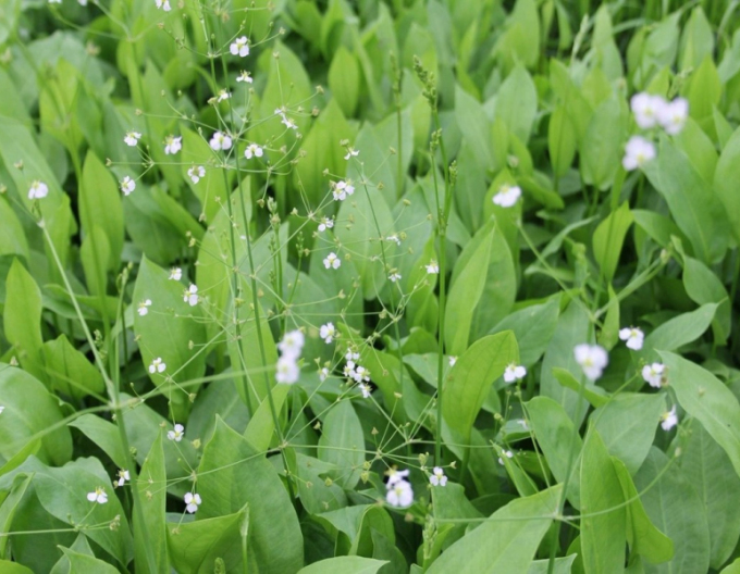 Frogweed cu flori mici