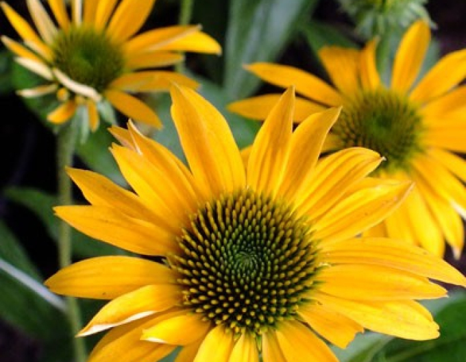 Echinacea ´Mellow Yellows´