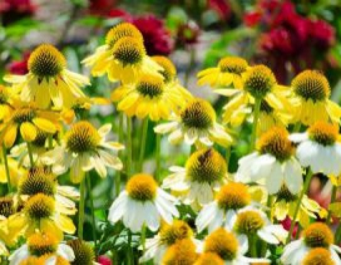 Echinacea ´Mellow Yellows´
