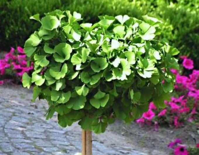 Ginkgo biloba "Globosa