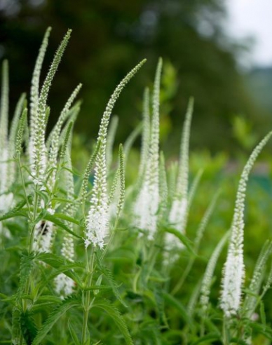 Veronica cobia ´White´