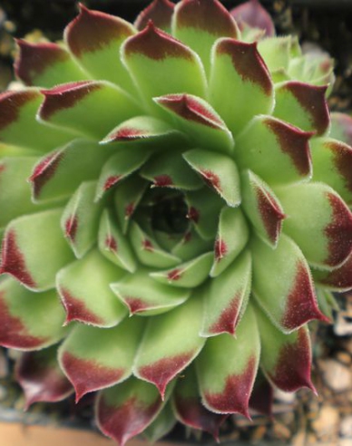 Amestec de plante pentru rocări