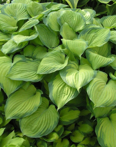 Crin de toamnă - Hosta ´Guacamole´