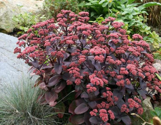 Stonecrop Xenox