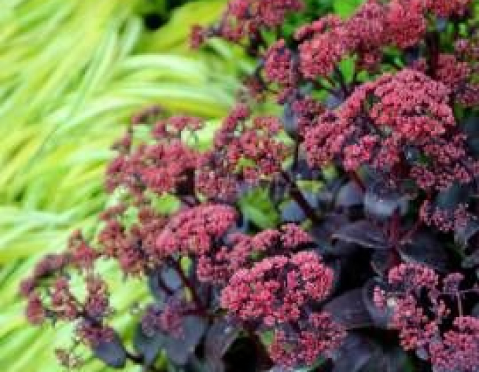 Stonecrop Xenox