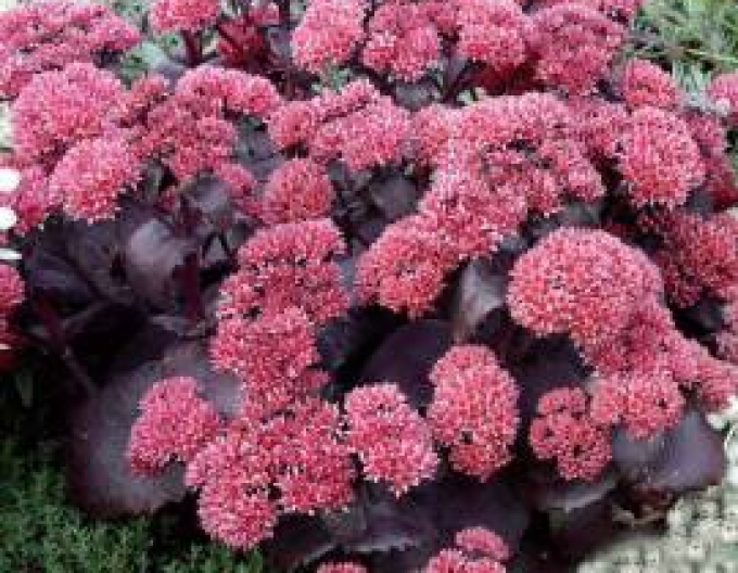 Stonecrop Xenox