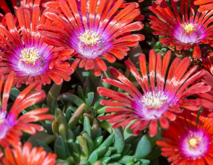 Delosperma "Sundella Red