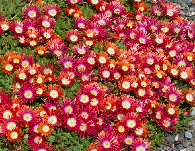 Delosperma "Sundella Red