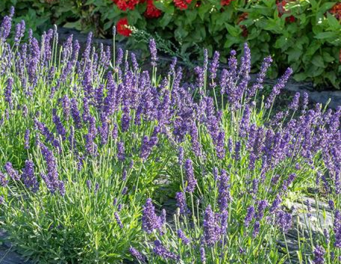 Lavanda Spear Blue