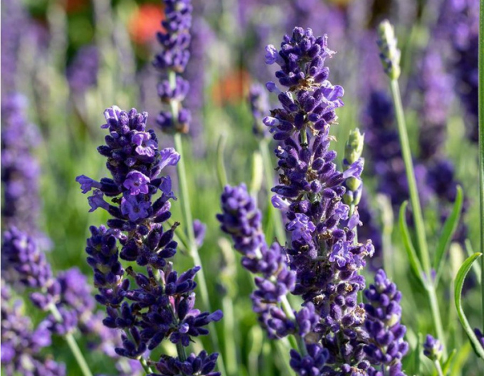 Lavanda Spear Blue