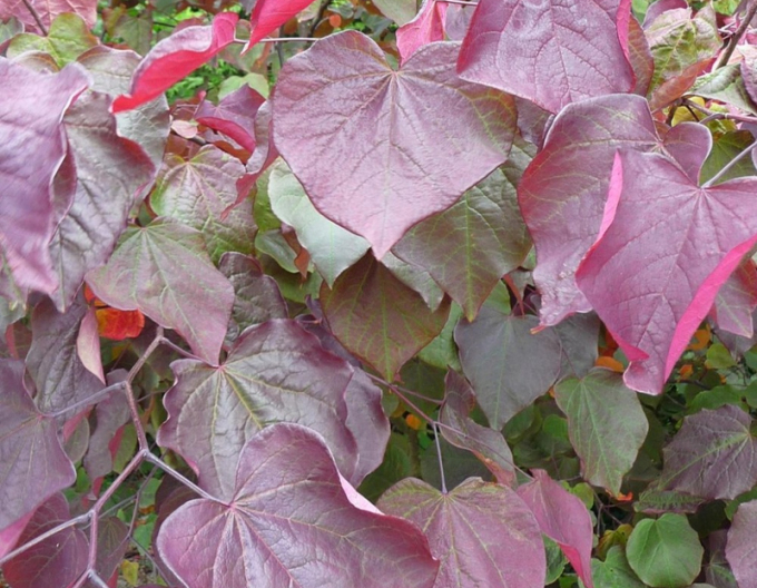Arbore canadian al lui Iuda (arbore al dragostei) "Red Force